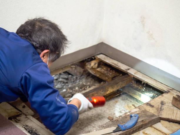Best Emergency Mold Removal  in Groesbeck, TX
