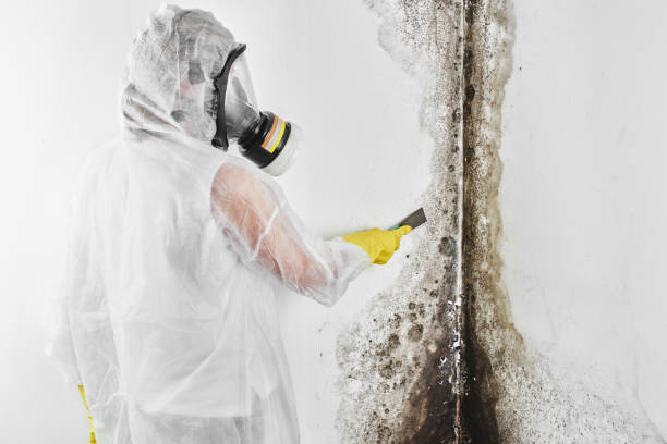 Certified Mold Removal in Groesbeck, TX