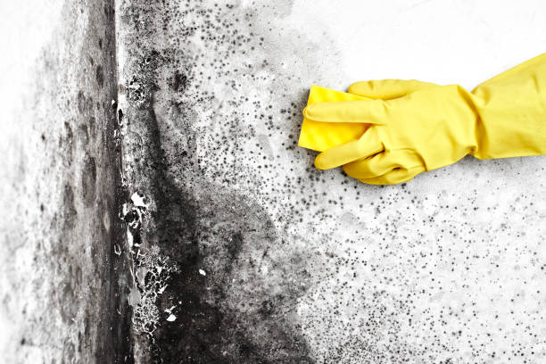 Best Fast Mold Removal  in Groesbeck, TX
