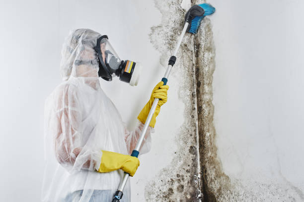 Best Certified Mold Removal  in Groesbeck, TX