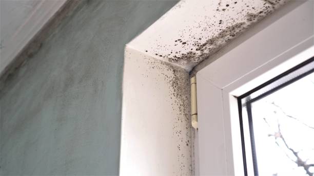 Best Home Mold Removal  in Groesbeck, TX