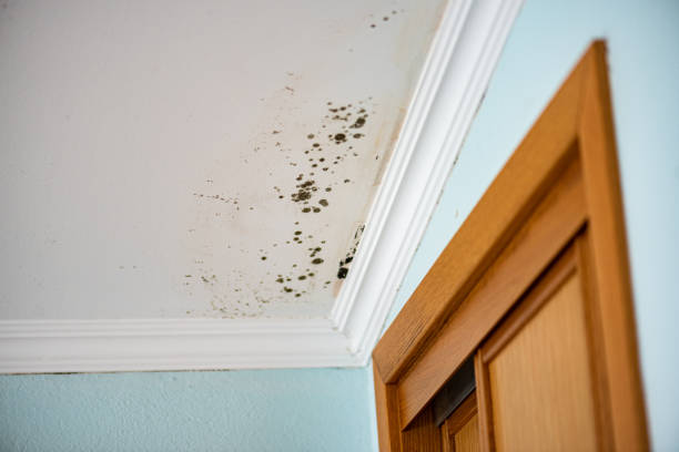 Best Same-Day Mold Removal  in Groesbeck, TX