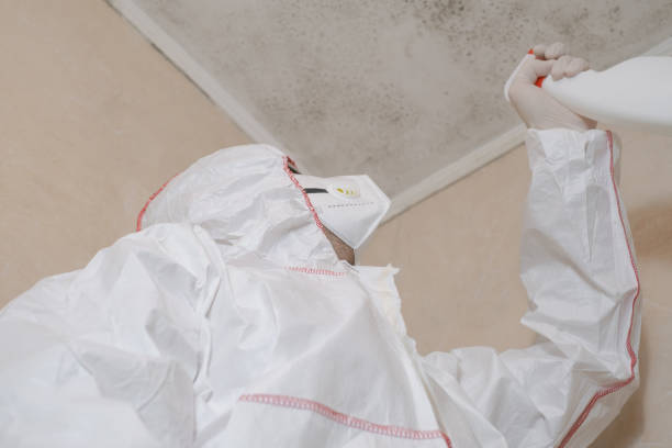 Best Mold Damage Repair  in Groesbeck, TX