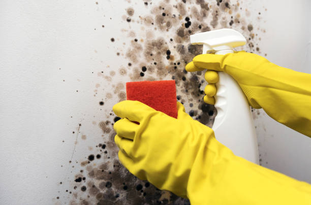 Best Local Mold Removal Service  in Groesbeck, TX
