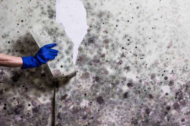Best Mold Testing  in Groesbeck, TX