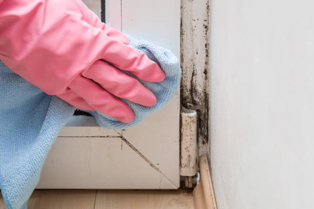 Best Local Mold Removal Service  in Groesbeck, TX
