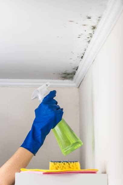 Best Professional Mold Removal  in Groesbeck, TX